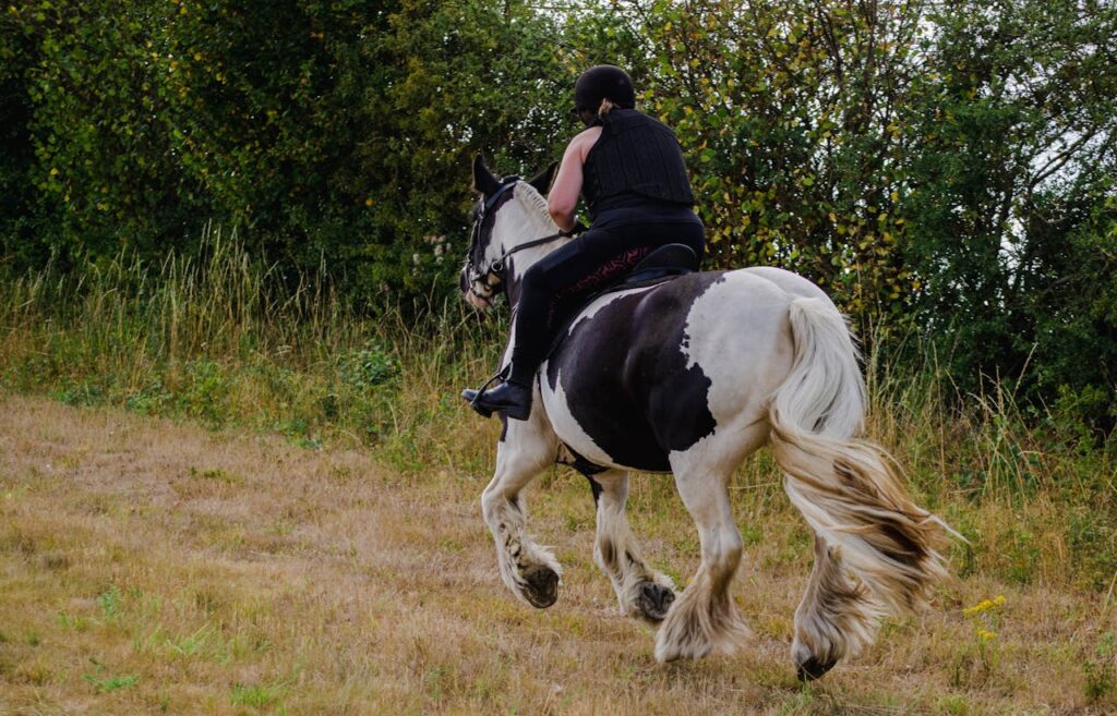 Gypsy Vanner Horse