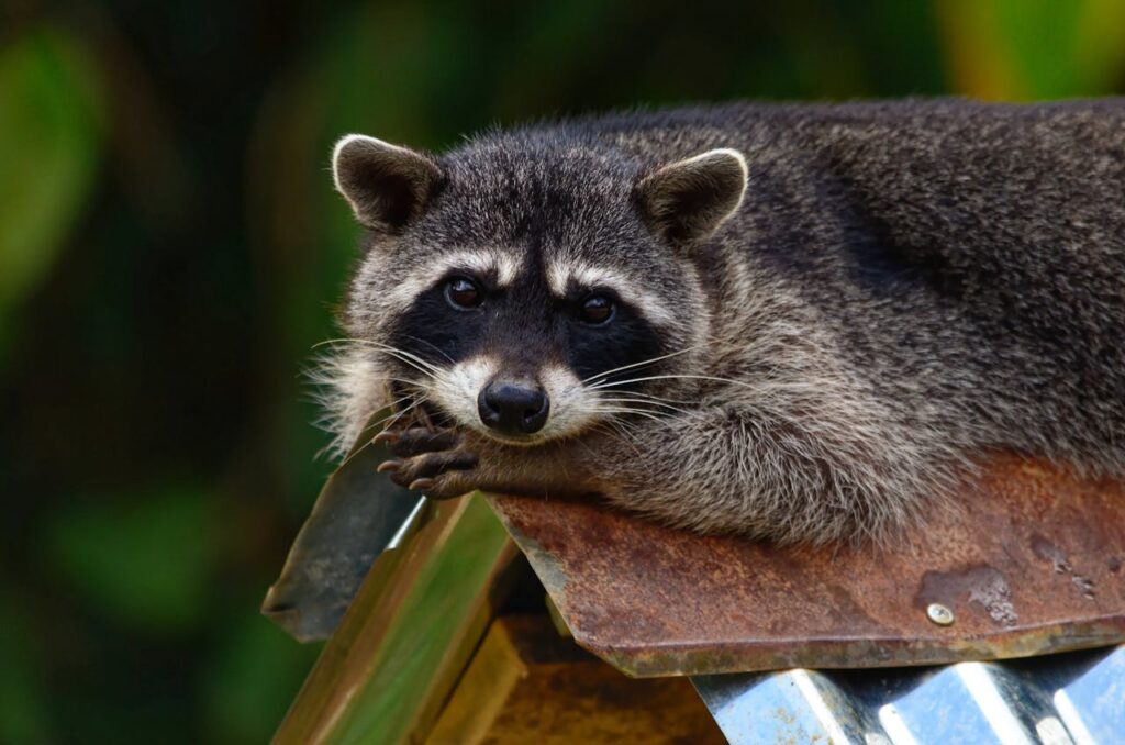 raccoon-