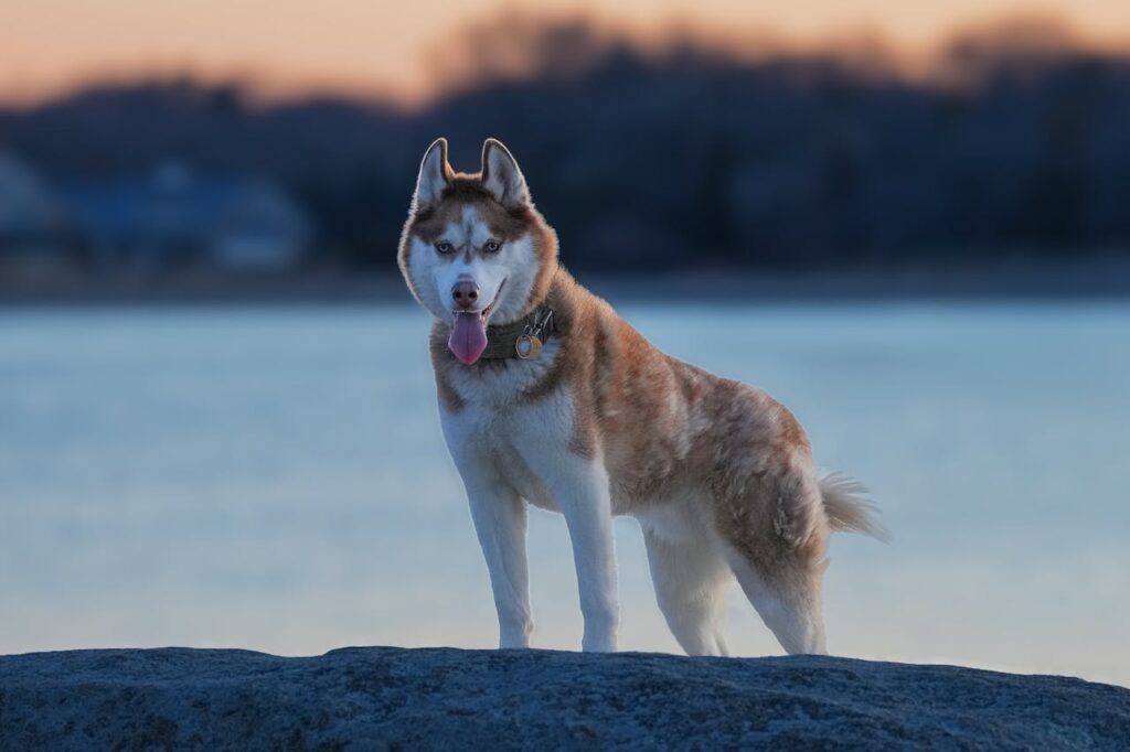 siberian husky