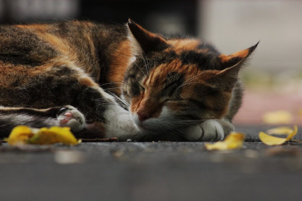cat sleeping peacefully