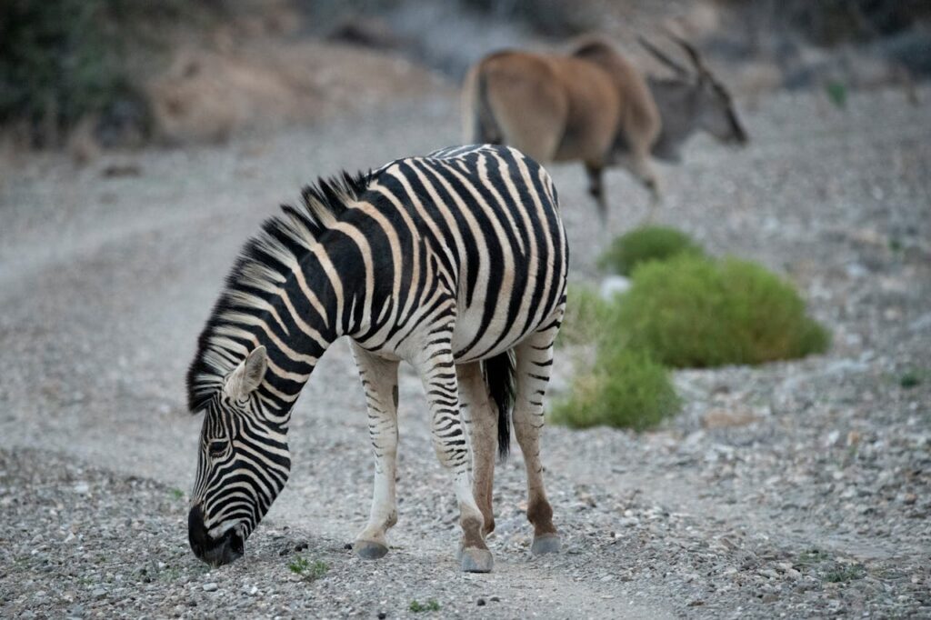 zebra