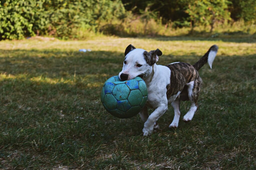 brindle-and-white-american-pit-bull-terrier-