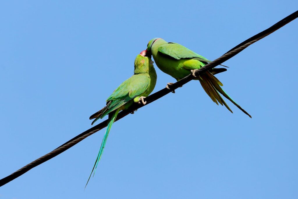 green-parrots-perched-on-a-wire