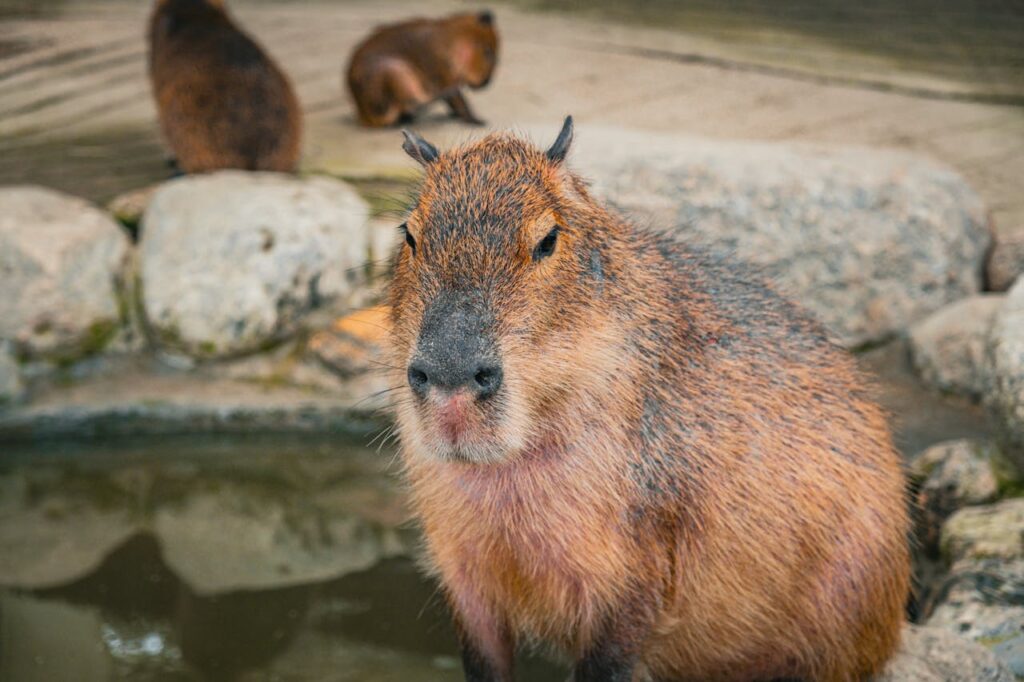 capybara