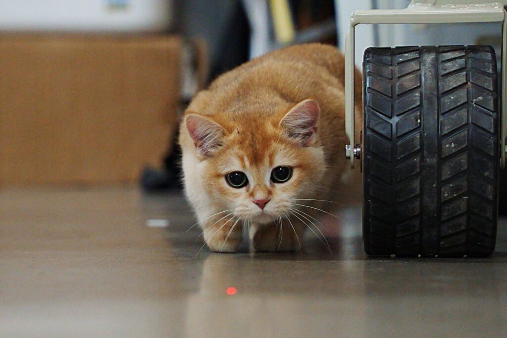 ginger cat