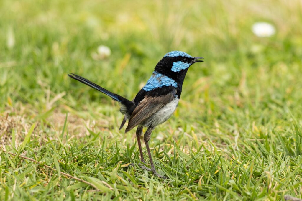 fairy wren