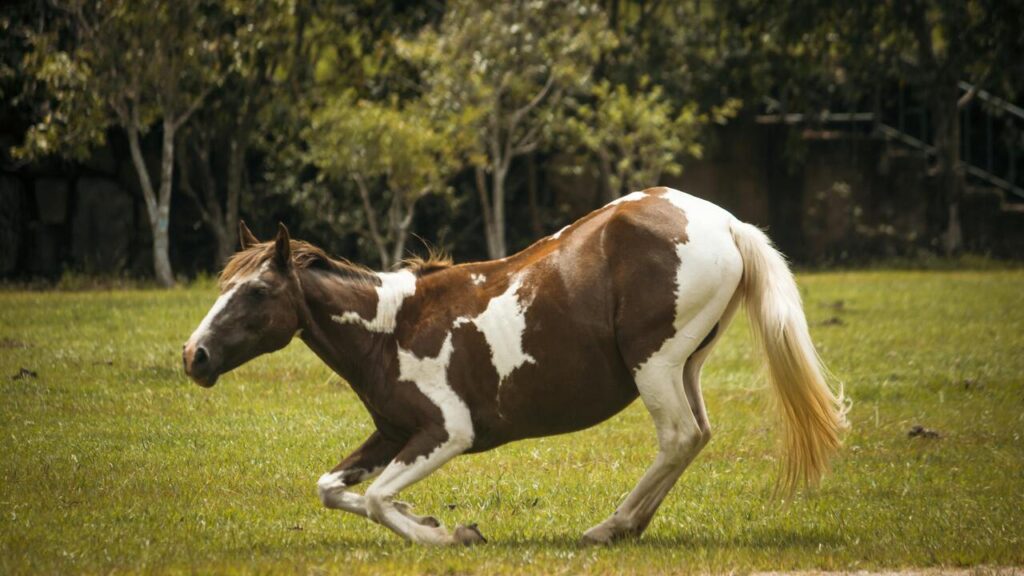 Paint horse