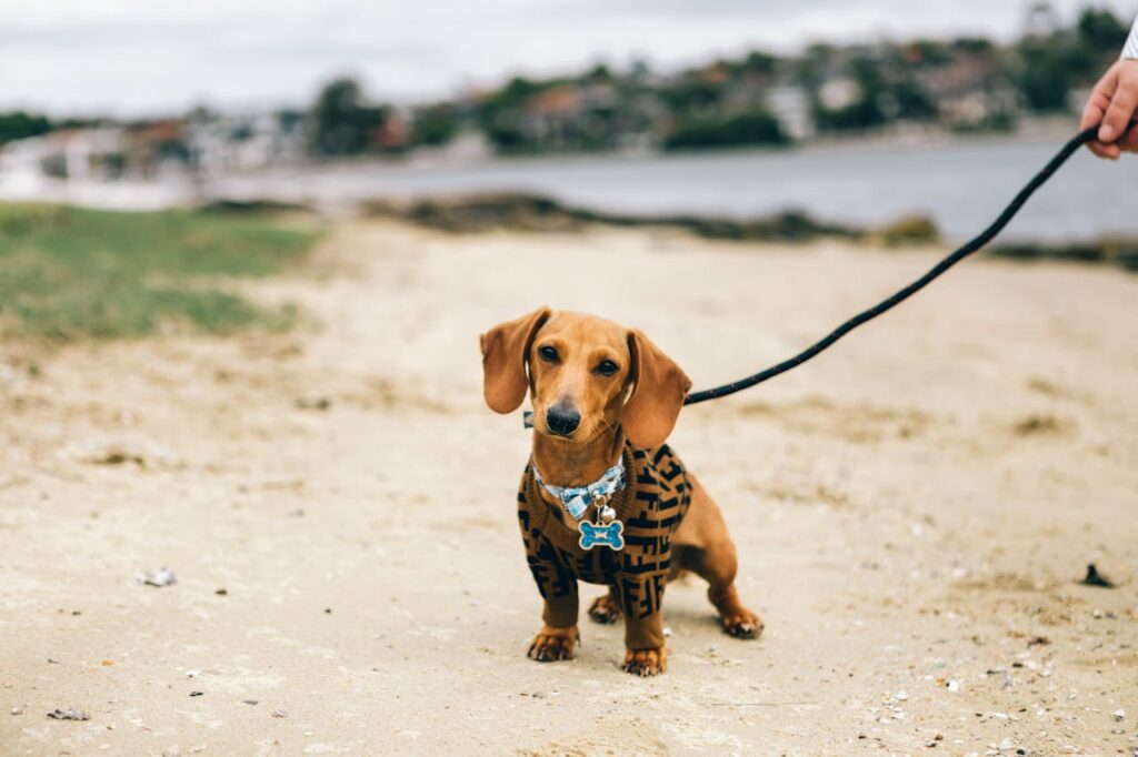 dachshund