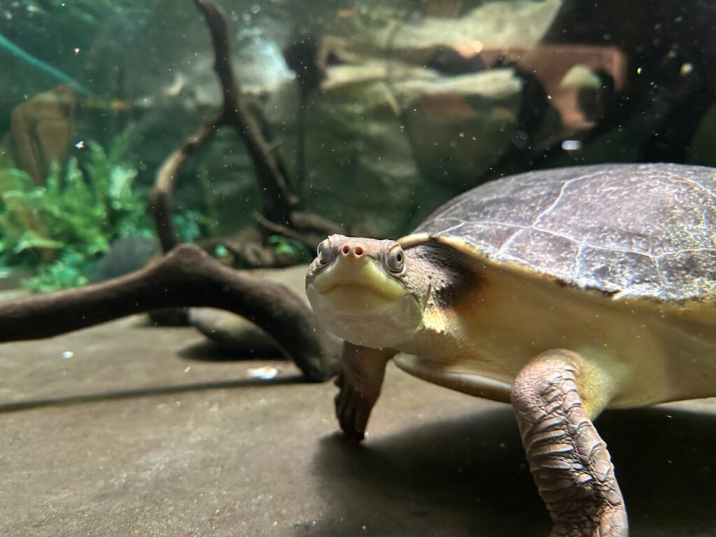 turtle