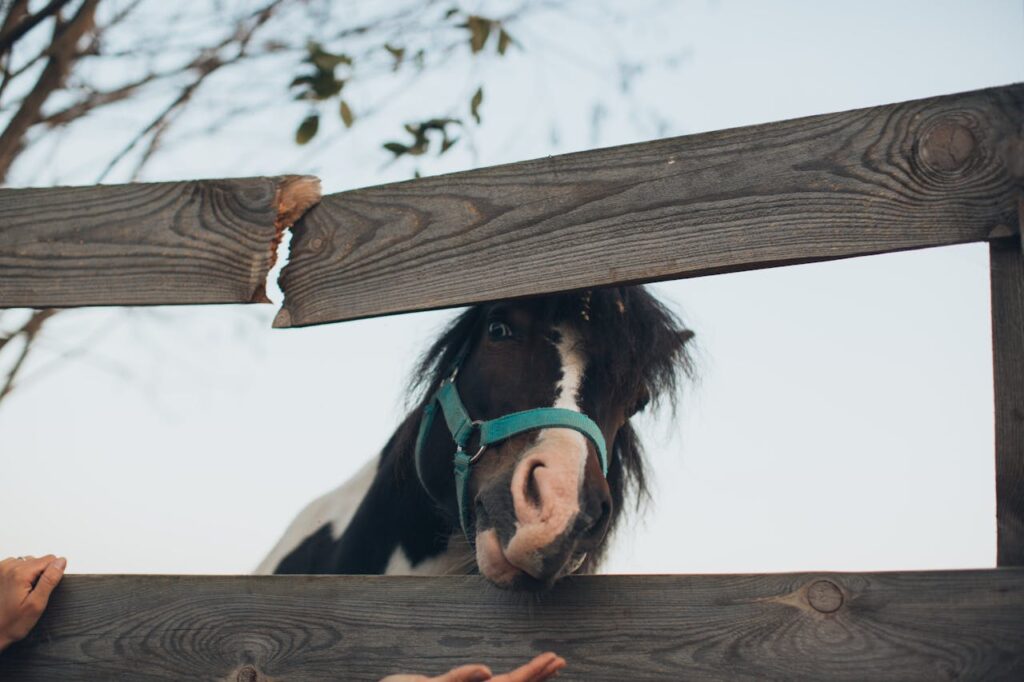 black and white horse