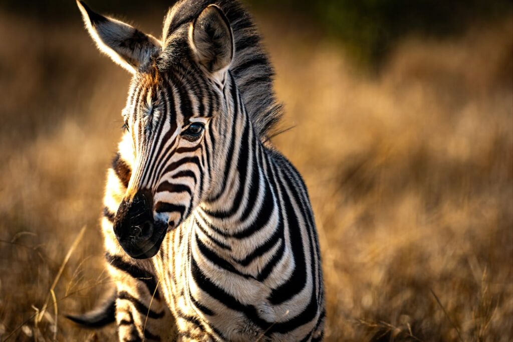 zebra