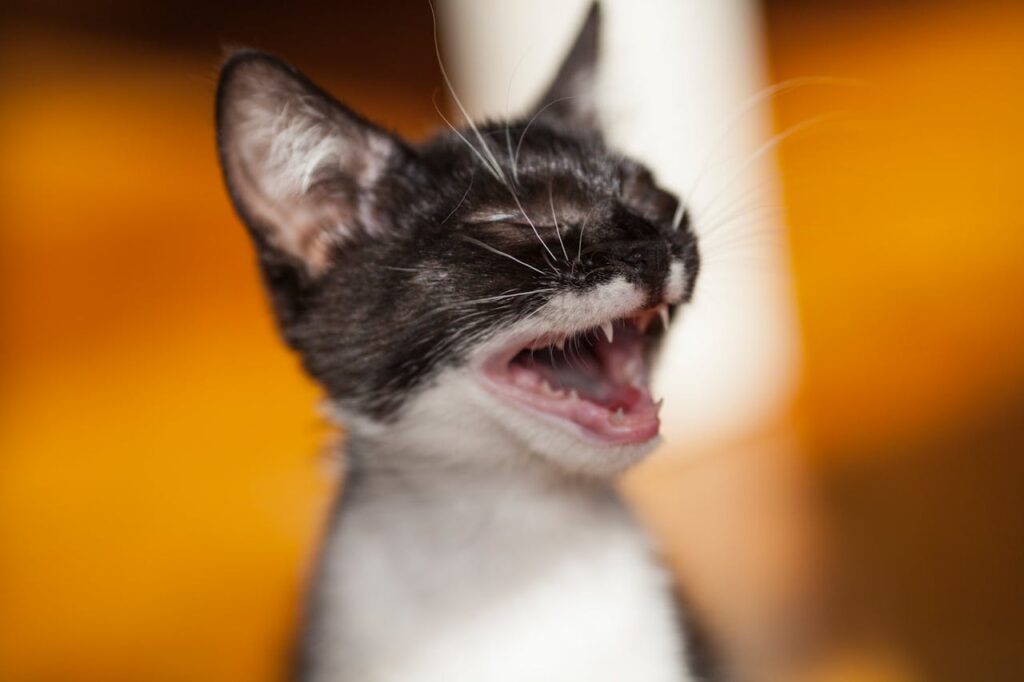 cat meow