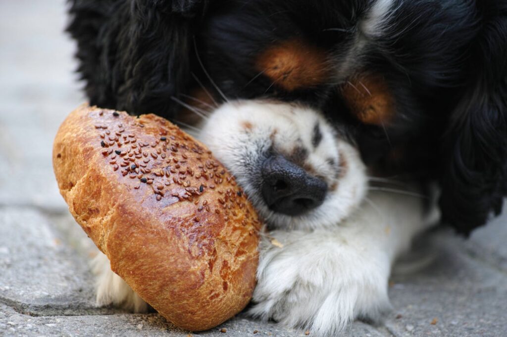 tricolor-cavalier-king-charles-spaniel