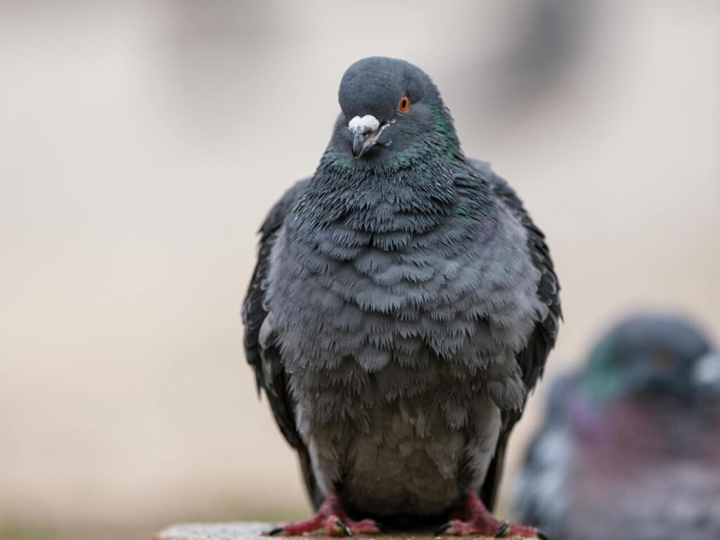 rock dove