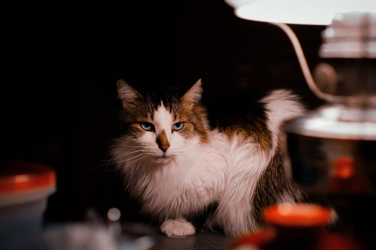 cat