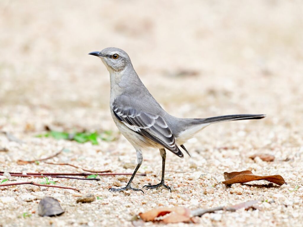 northern-mockingbird-