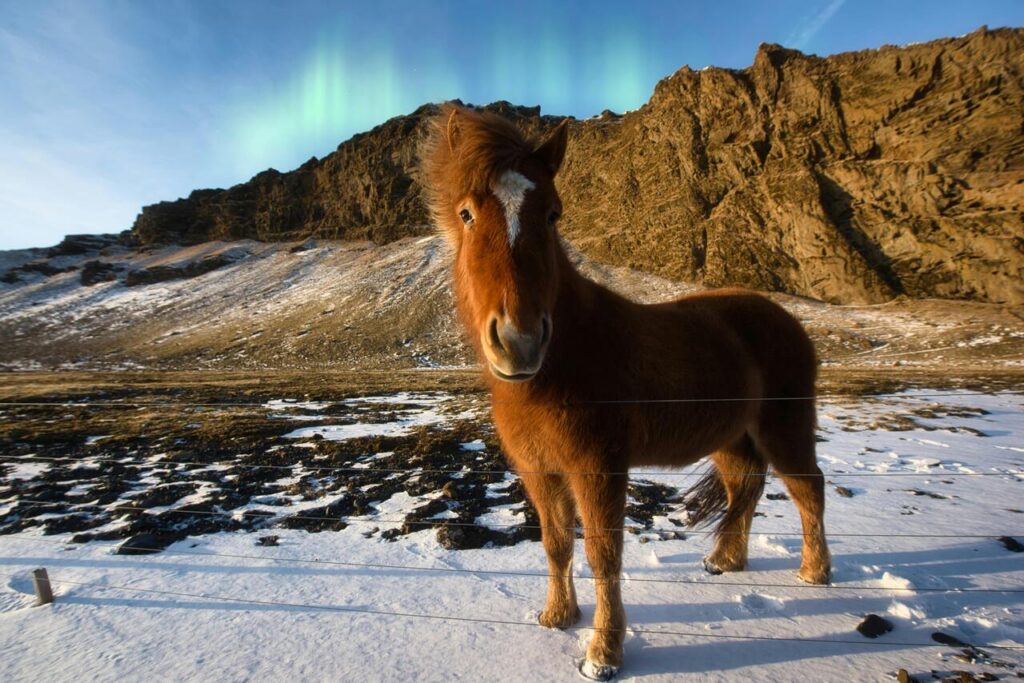 Icelandic horse