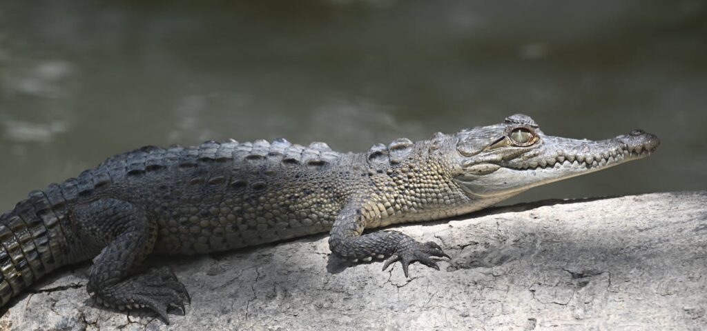 baby-crocodile-