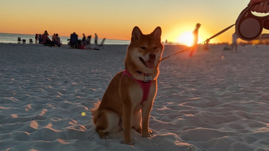 shiba inu