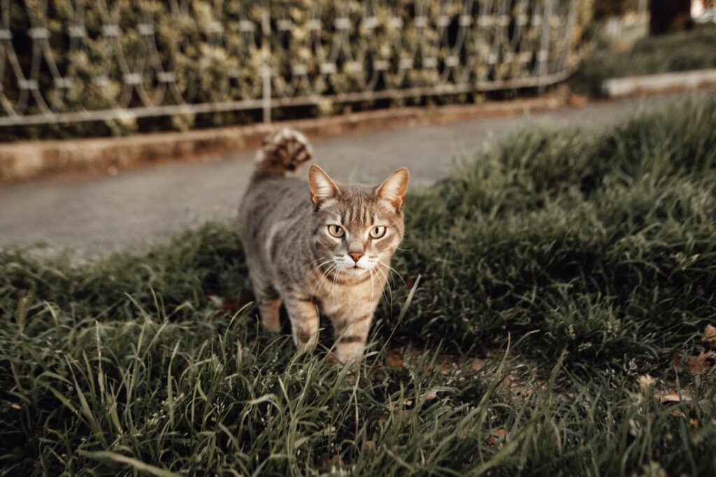tabby cat