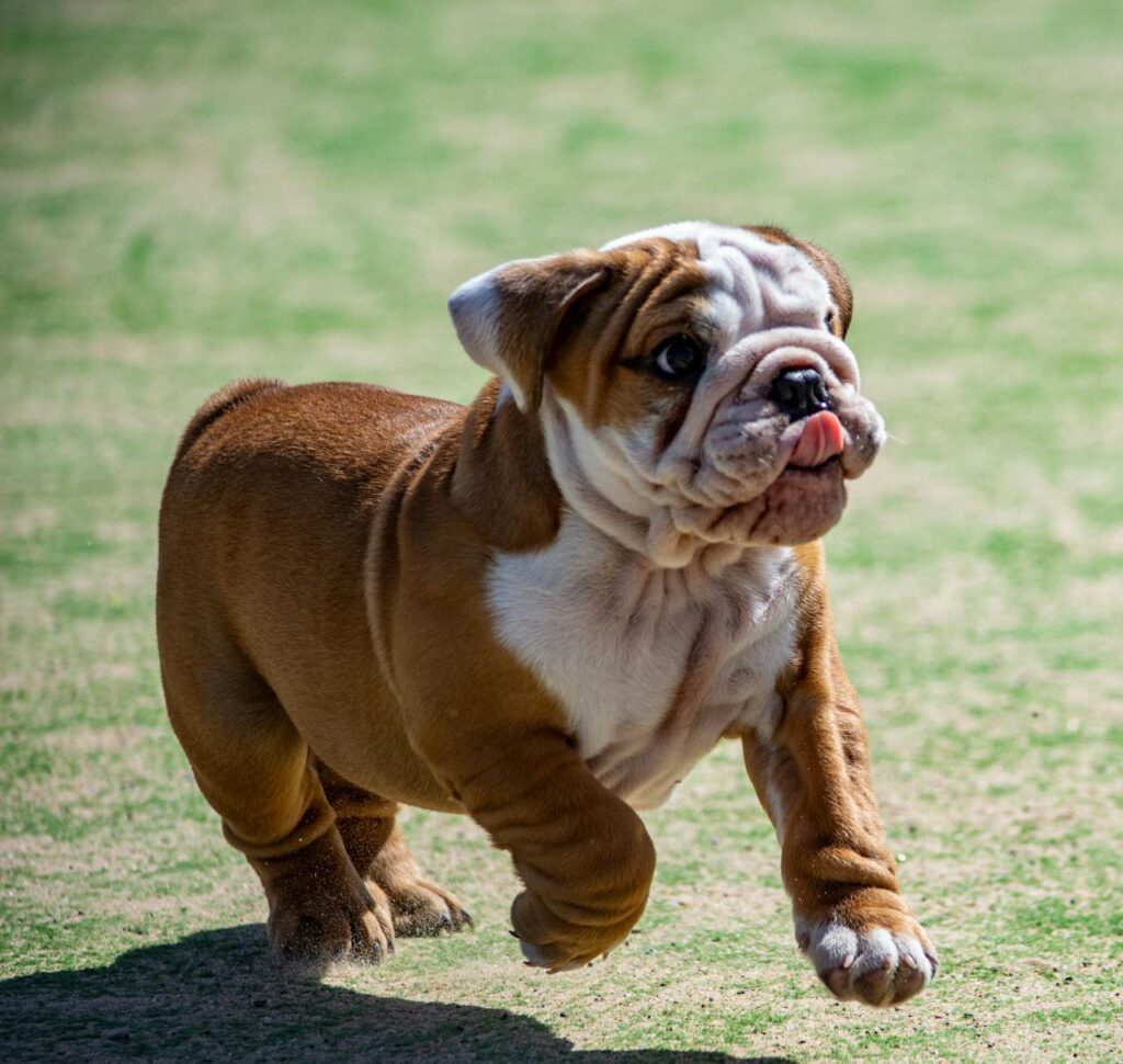 bulldog puppy
