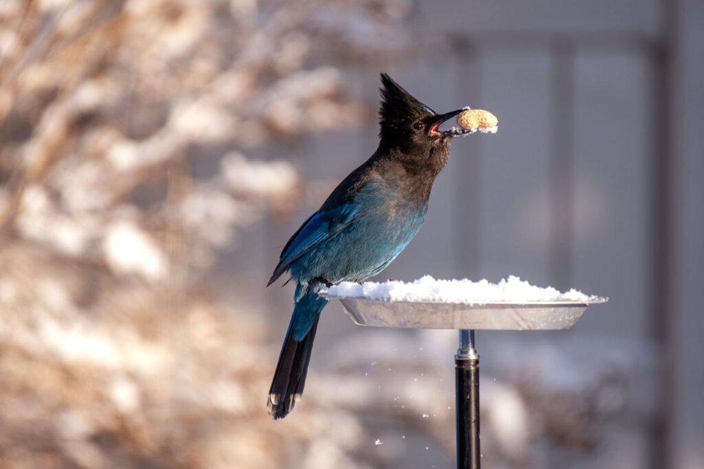 Bird eating from feeder