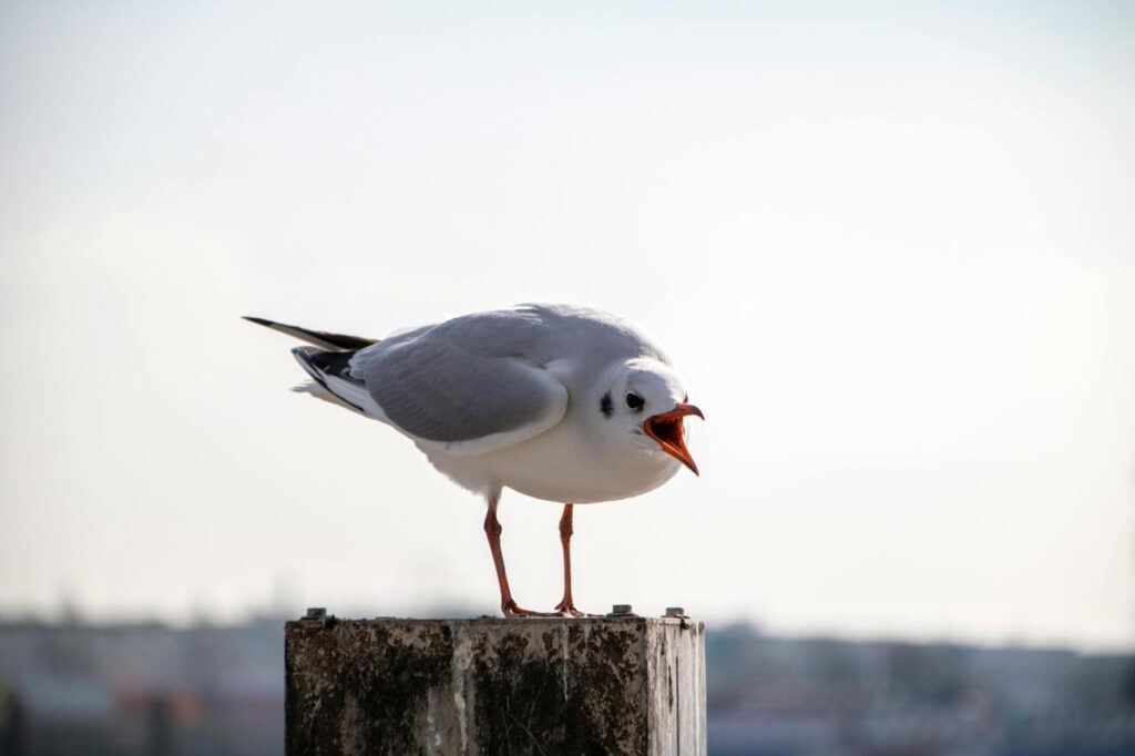 bird angry