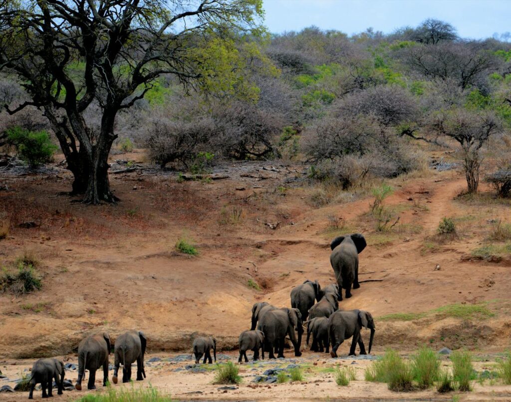 Elephants herds led by wise matriarchs