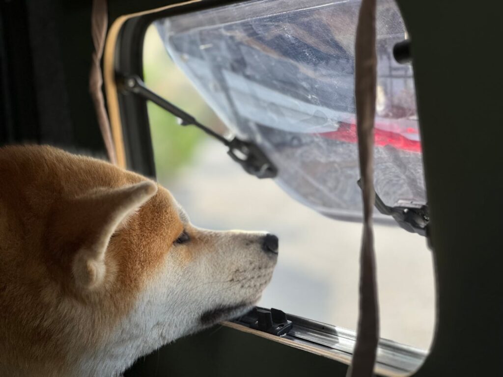 shiba inu