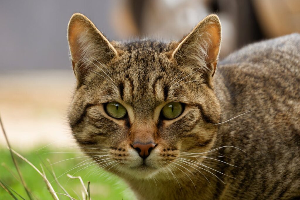 cat