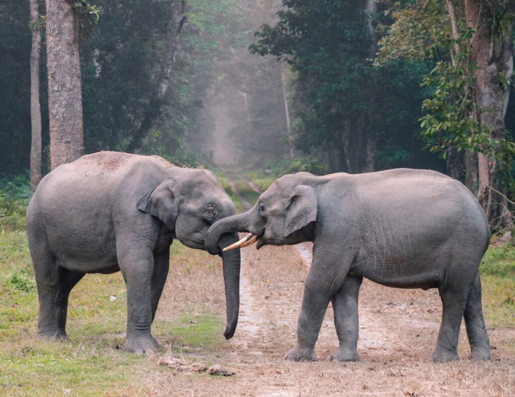 Elephants freindship