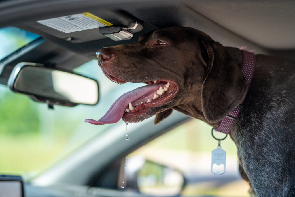 large dog drooling in car