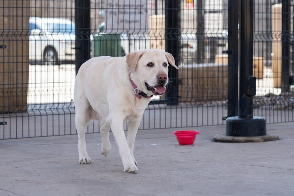 labrador