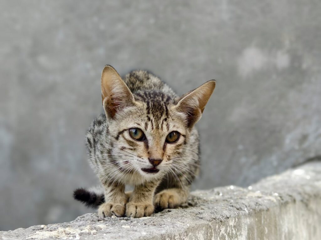 cat