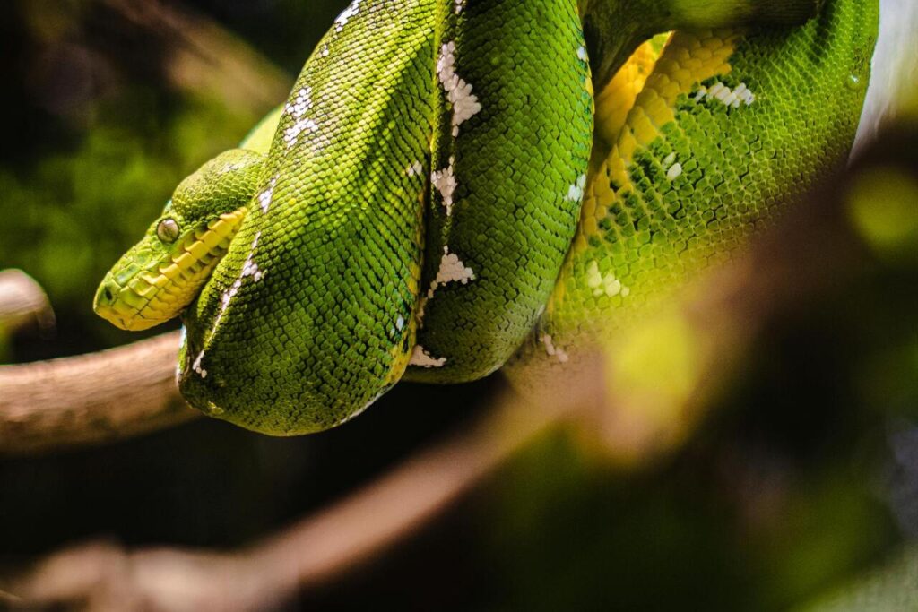 emerald tree boa