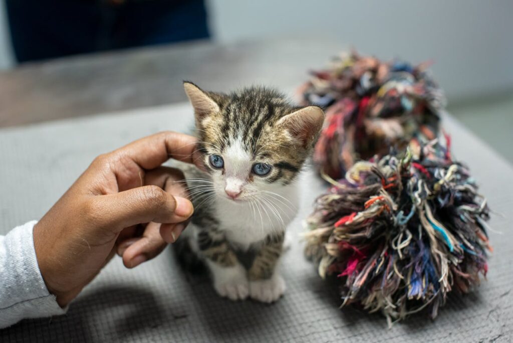 15 Mistakes to Avoid When Adopting Your First Cat