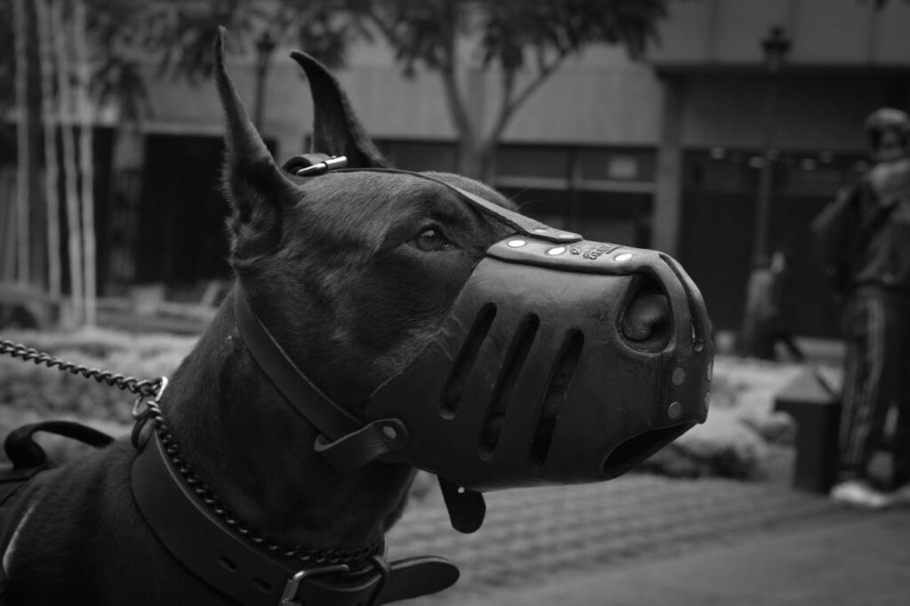 Guard dog not good pets
