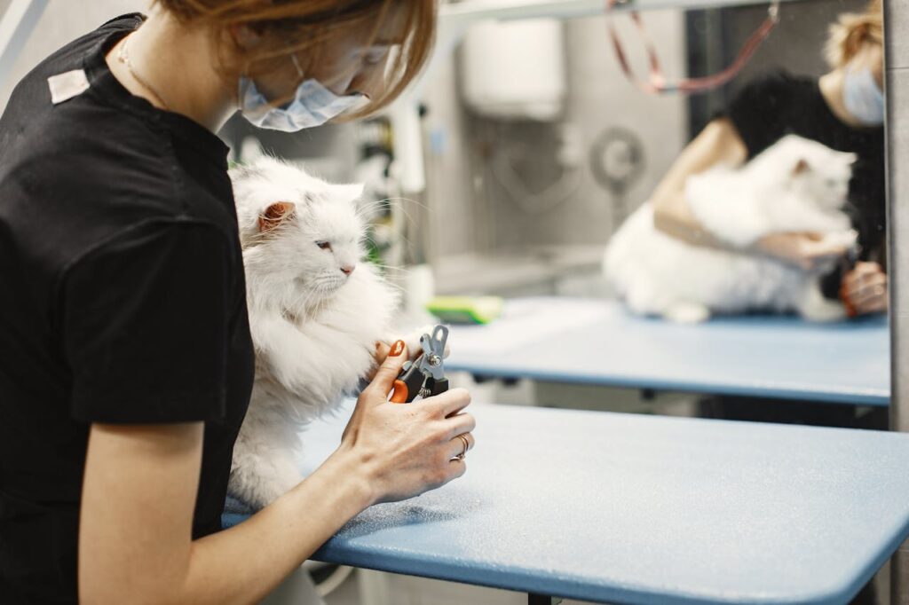 persian cat vet