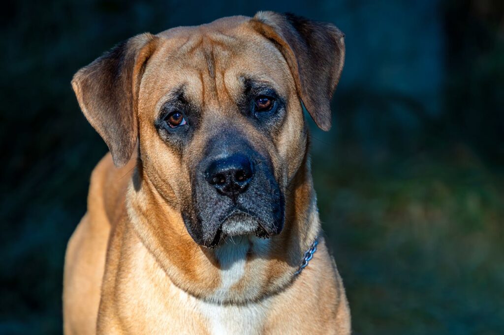 cane corso