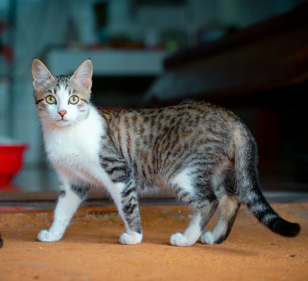 tabby