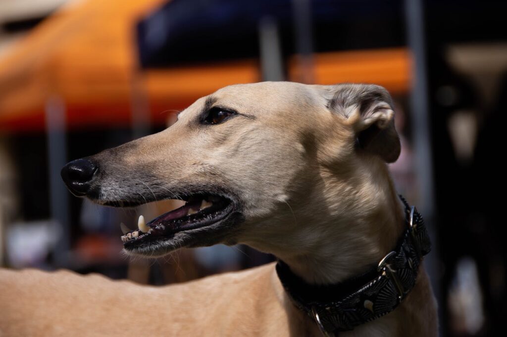 greyhound