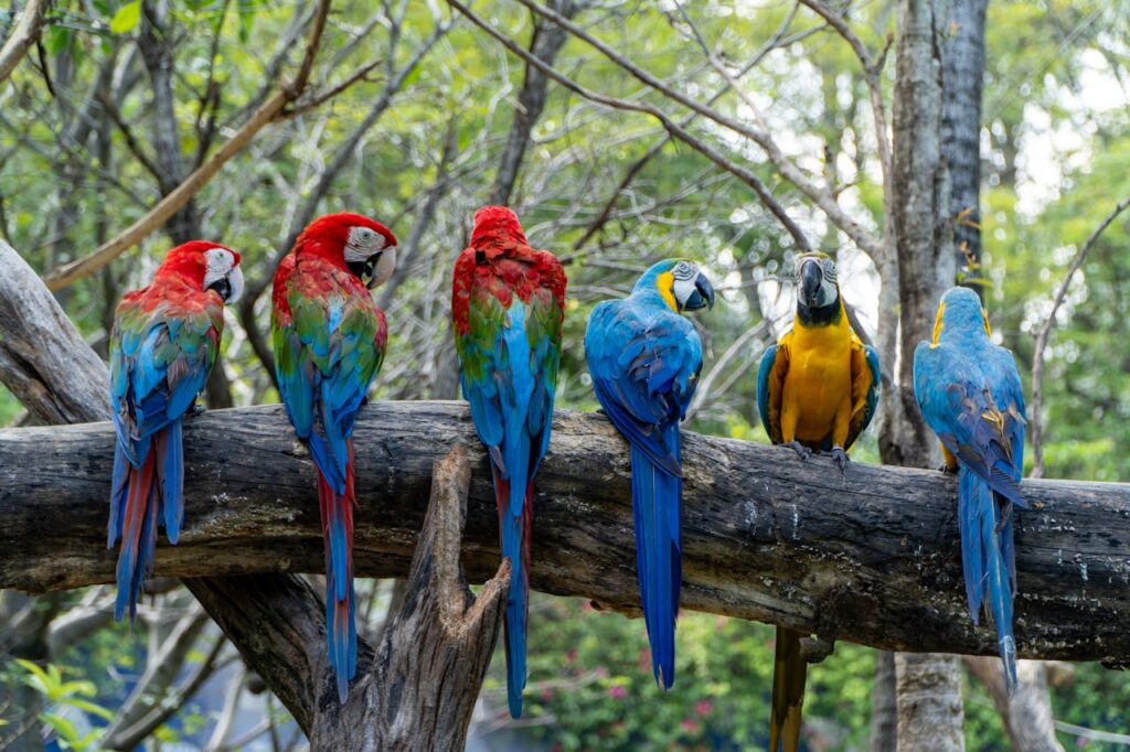 vibrant-macaws-perched-in-bangkok