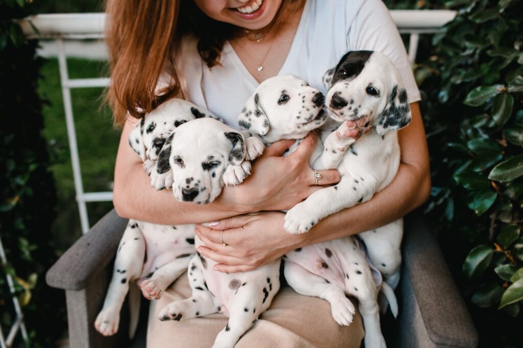 dalmatian