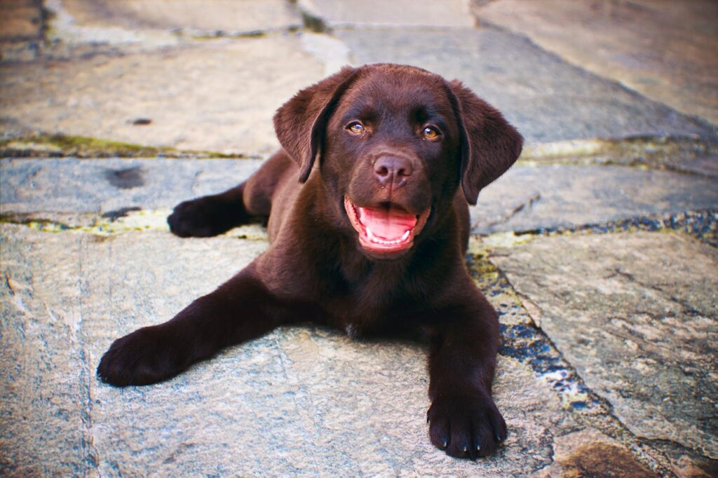 labrador
