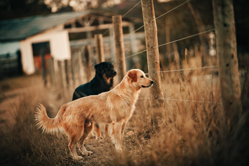 Rottweiler with Golden Retriever