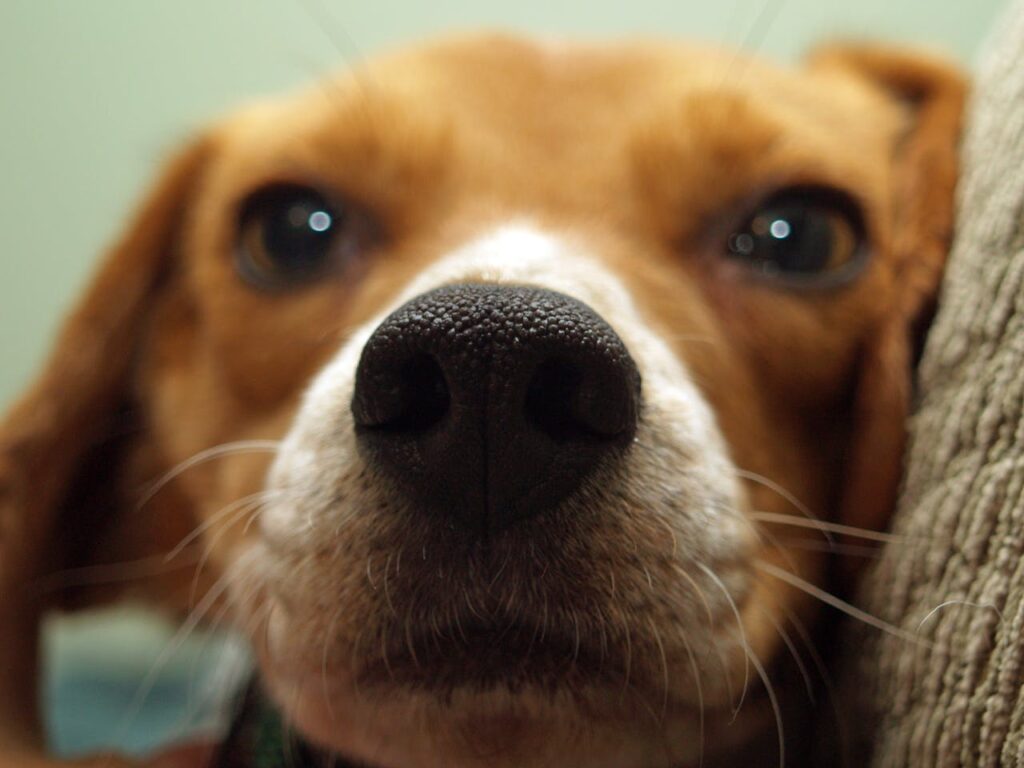 beagle