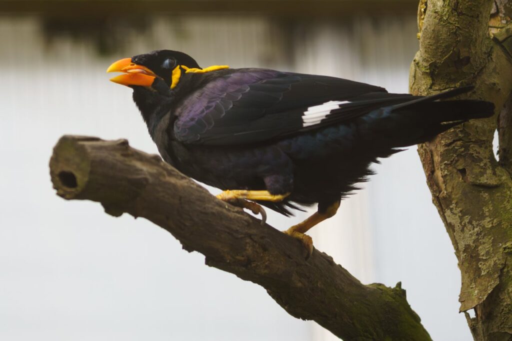 hill myna