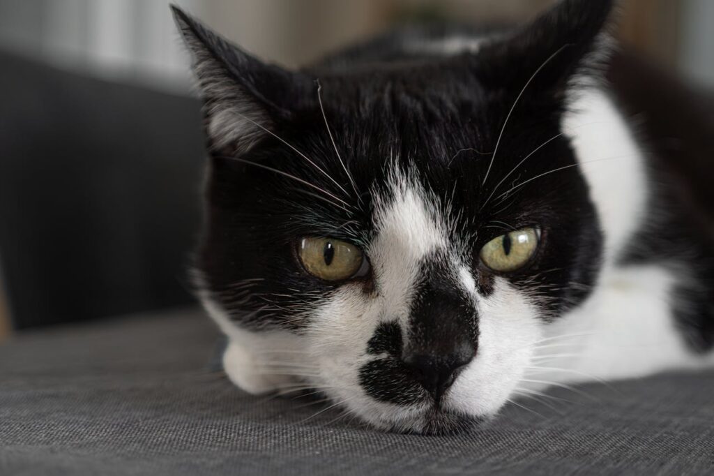 cat