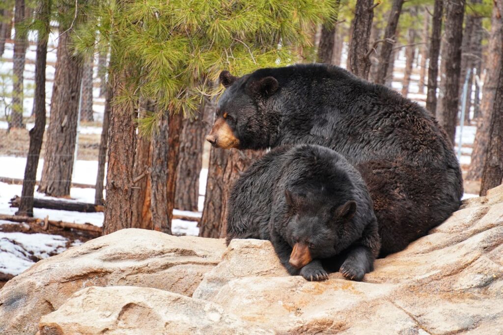 Black Bear