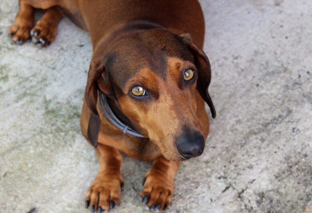 Dachshund